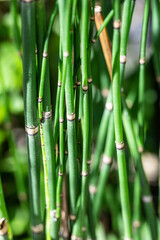 bamboo close-up with blury background
