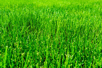 Background of the green grass. Eco concept. Selective focus
