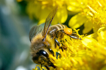 Bienen, Pollen, Bestäubung