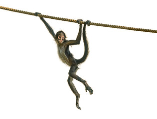 young spider monkey on the rope followed by adult - Powered by Adobe