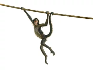 Fotobehang young spider monkey on the rope followed by adult © Petr