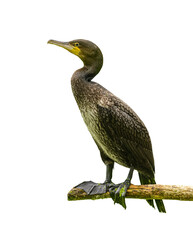 black cormorant bird sitting on a branch over green water