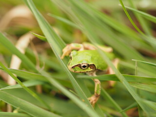 Tree frog in green grass, close up.