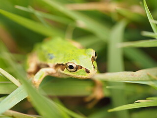 Tree frog in green grass, close up.