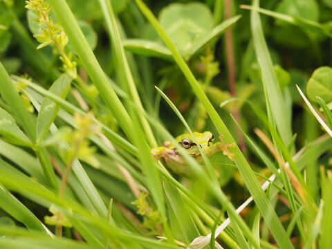 Tree frog in green grass, close up.