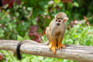 Naklejka na ściany i meble A common squirrel monkey playing in the trees