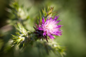 thistle macrophotography green and purple