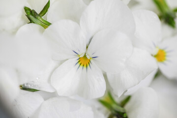 Naklejka na ściany i meble White flower close-up macrophotography 
