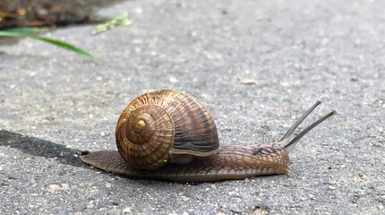 large Roman snail crossing the street 