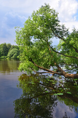 Tree bent over the water of Pekhorka river in the city of Balashikha. Moscow region