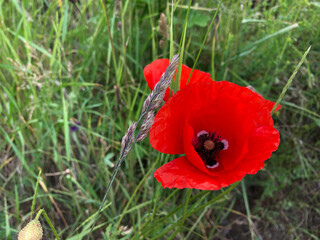 Red California poppy in a field of tall grass