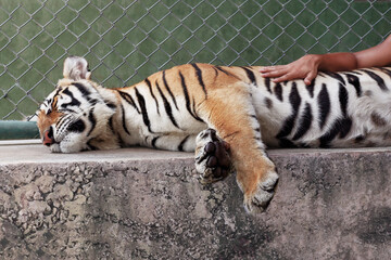 Closeup portrait of a cute siberian tiger lies down and sleeps on the concrete, a man's hand touches him.