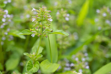 トウバナのクローズアップ／Clinopodium gracile