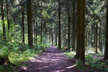 Fototapeta premium Waldidylle auf dem Schneekopf im Thüringer Wald