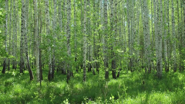 Admirable birch grove in sunny day