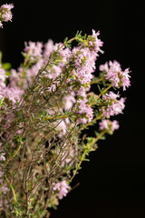 natural thyme on a black background