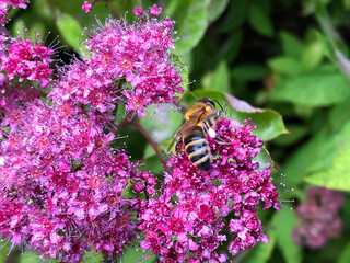 bright pink bush flowers with a honey bee collecting nectar