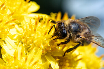 Bienen, Pollen, Bestäubung
