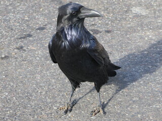 a raven in the Bryce Canyon National Park in Utah in the month of November, USA