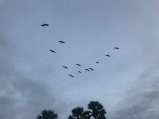 flock of birds