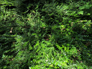 Fototapeta premium Bushy green ground cover for landscaping