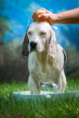 Cute dog having bath on a hot summer day