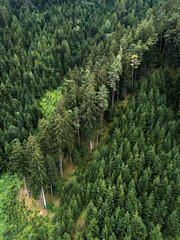 
Aerial view of green summer pine forest, fir trees, spruces on hillside, Alpine mountains, nature of Tyrol, rural landscape. Austria, Europe.
