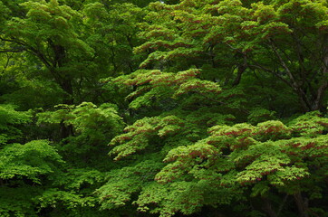 Fototapeta premium 緑