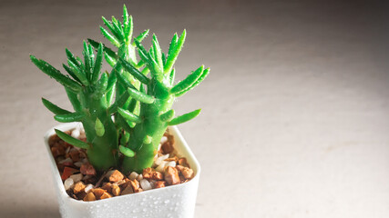 Mini Cactus on White background