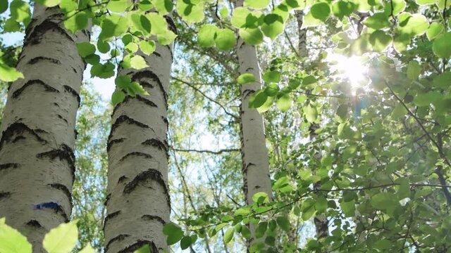 Admirable birch forest in sunny day