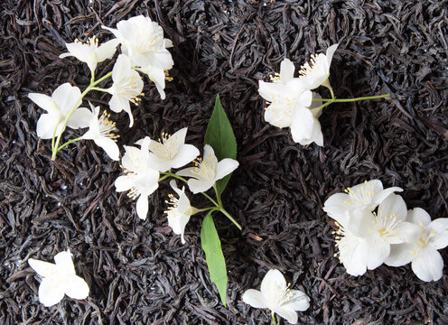 Jasmin flowers jn dry tea background. Top view.