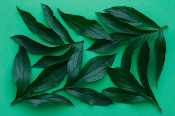 The leaves dark green color on aquamarine color background, used as background top view