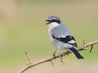 Alcaudón real o alcaudón sureño (Lanius meridionalis) 