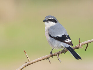 Alcaudón real o alcaudón sureño (Lanius meridionalis) 