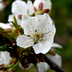 biale kwiatostany drzew owocowych rosnacych w parku nad rzeka biala w miescie bialystok na podlasiu w polsce