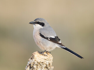 Alcaudón real o alcaudón sureño (Lanius meridionalis) 