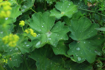 Frauenmantel nach regen