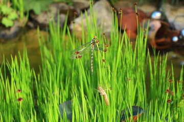 Tierwelt im Gartenteich