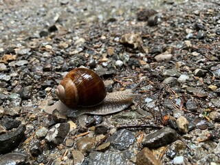 snail on the stone