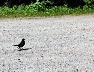 Amsel