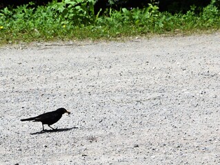 Amsel