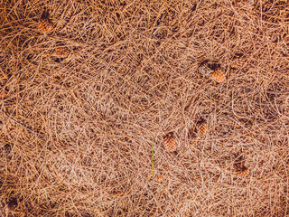 Autumn fallen needles and brown cones of larch. Natural texture. Ideal for use in the design, wallpaper