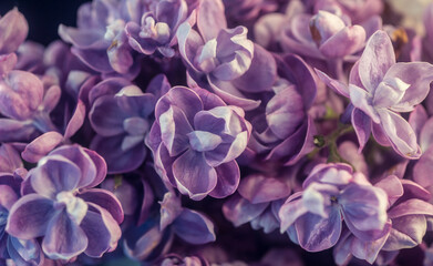 close up of a lilac flower