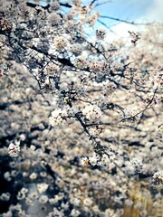 Tokyo Japan sakura CherryBlossoms bloom