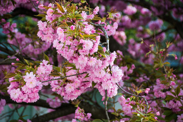 Vibrant Cherry flowers in the morning sun during spring.