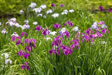 美しく咲く菖蒲の花