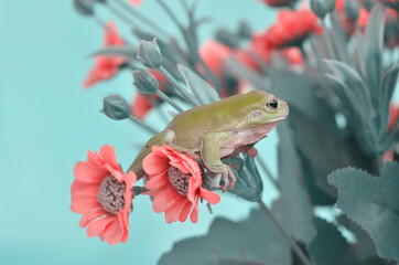 frog and flower