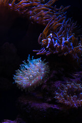 Pretty anemones in sea coral reef aquarium motion nature 