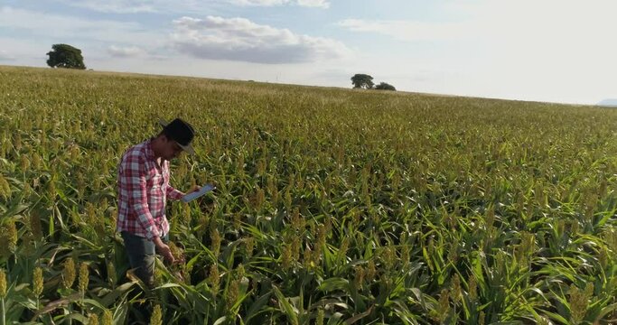 Agronomist holds tablet touch pad computer in the corn field and examining crops before harvesting. Agribusiness concept. Brazilian farm.