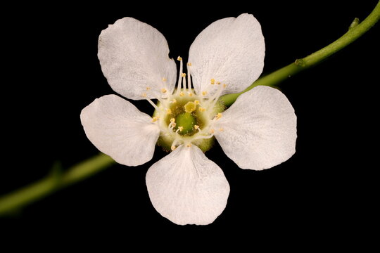 Bird Cherry (Prunus padus). Flower Closeup